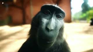 Rizz Monkey Edit Pls Watch