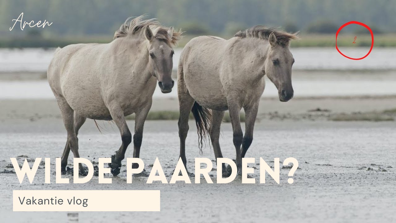 WILDE PAARDEN ? 