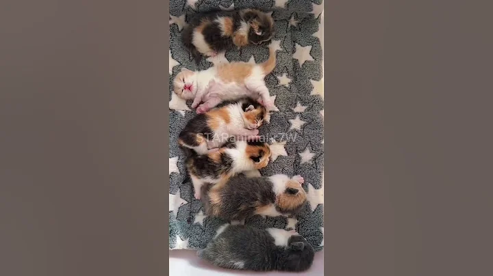 Video 11863081: british golden kitten, baby british kittens, cutecat british, funnycats kitten cutecat baby, cute cat