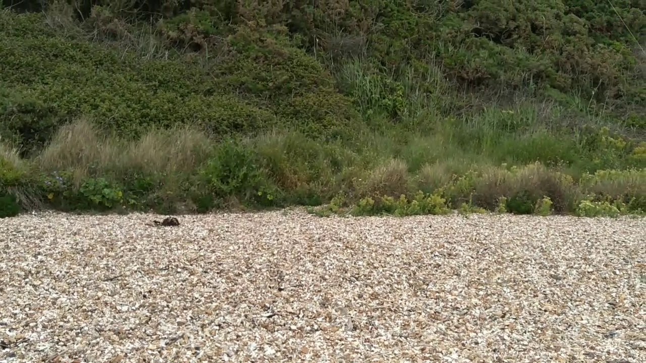 Meon Shore Paragliding