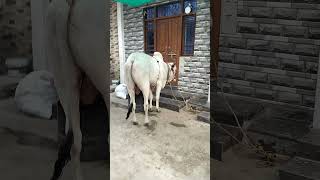 Jyothi Bagh