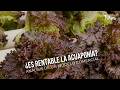 ¿Es rentable la Acuaponía? Análisis de un modelo comercial- TvAgro por Juan Gonzalo Angel