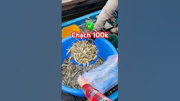 @cadacsan ✅ Cá Chạch Đồng thả dớn 100k/kg ở chợ An Giang giáp biên giới Campuchia #cáchạch #đbscl