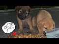 Giving FOOD and WATER to HUNGRY street PUPPIES ..