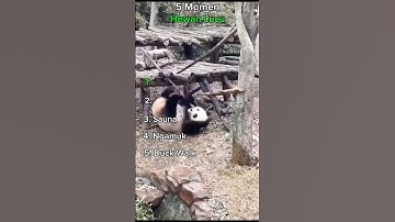 5 Momen Hewan Lucu #ngakak #video #lucu #shorts #fyp