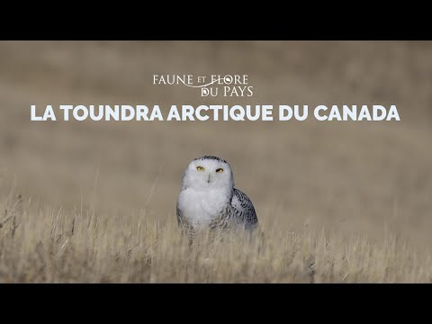 Vidéo: Quels sont les animaux de la toundra alpine ?