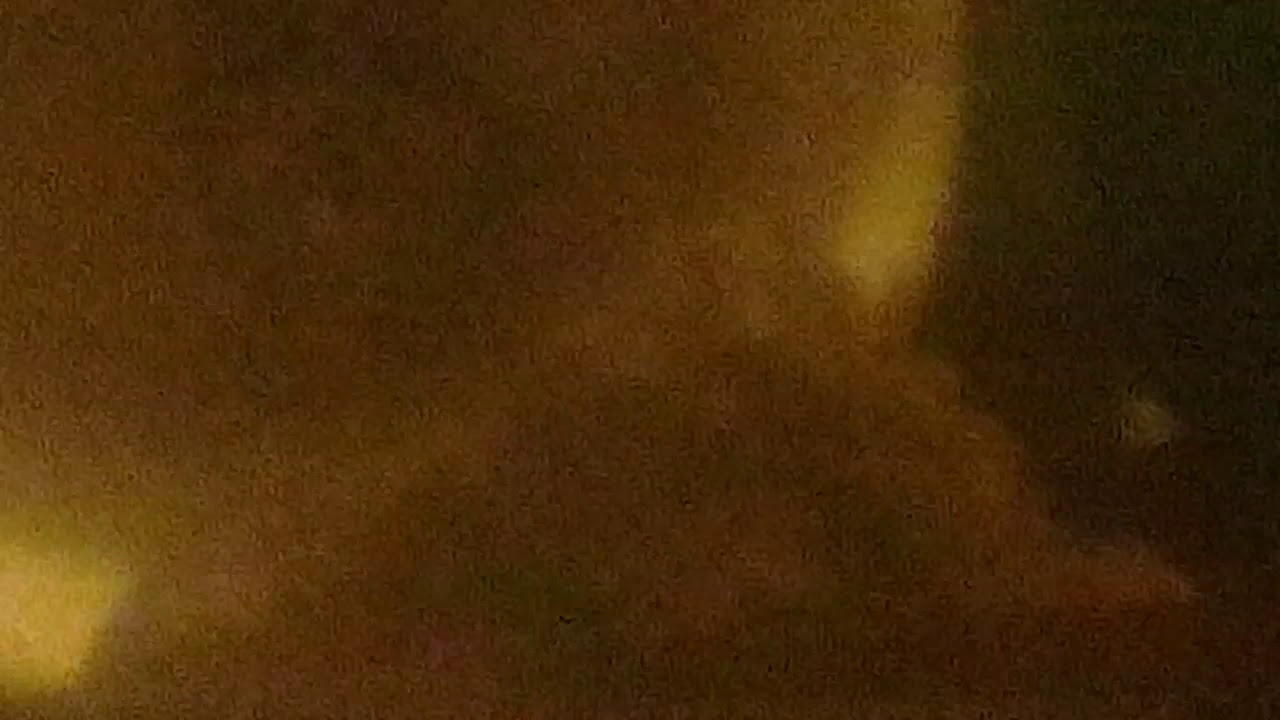 polar blue gave birth again after 41 day.so much egg.w.Wow