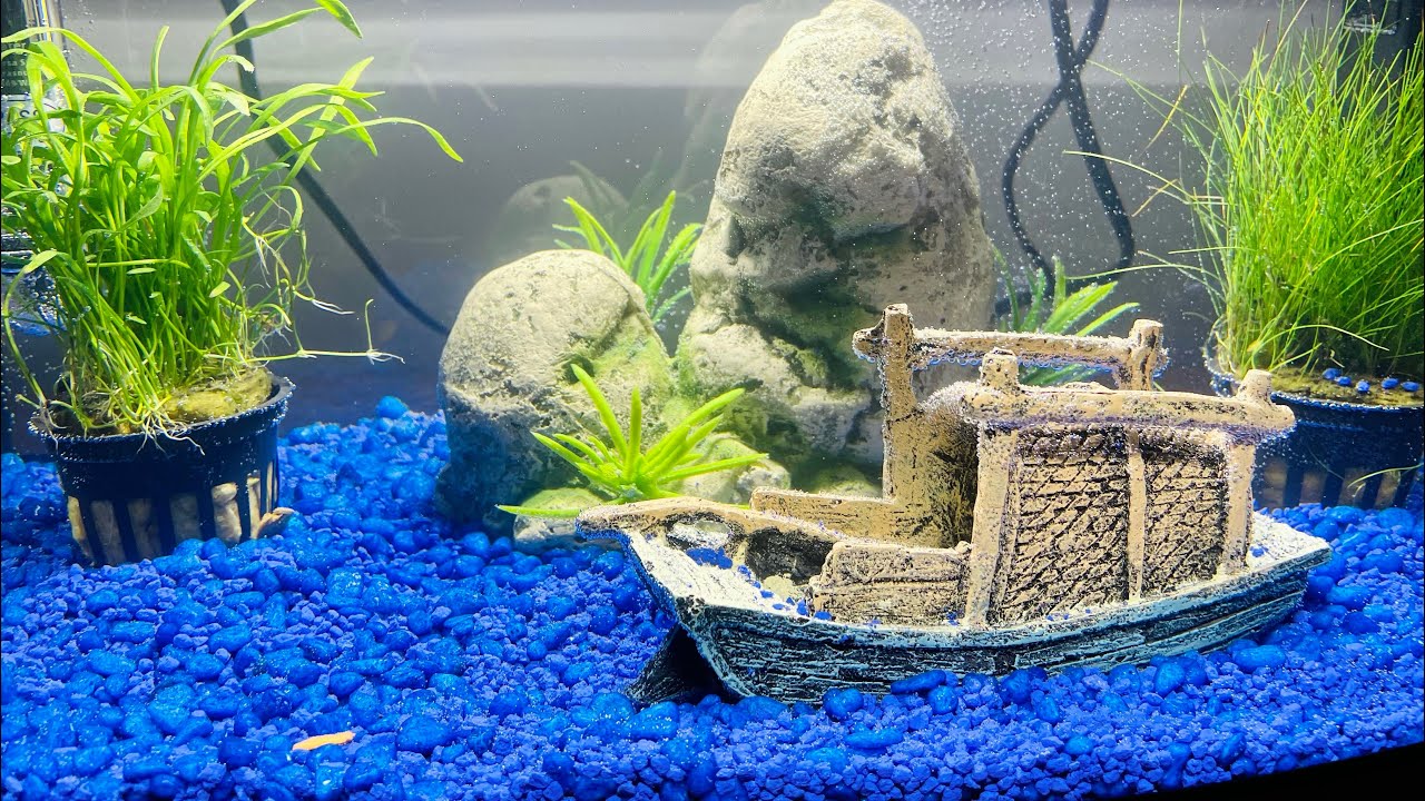 First fish tank, aquarium Rainbow SHARK 🥰🐟🎣 