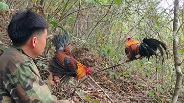 ຕໍ່ໄກ່ປ່າ hnub no mus dib qaib qus tuaj zoo kawg li