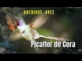 PICAFLOR DE CORA - Archivos de Aves
