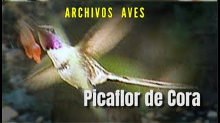 PICAFLOR DE CORA - Archivos de Aves