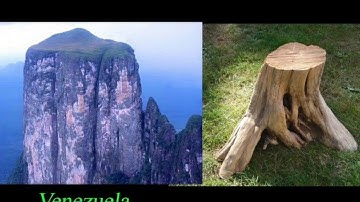 Mudfossil Trees and Plants!