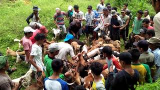 Porbi Sumbar,Solok Selatan Banca Kambang,Sabana Sero Sanak