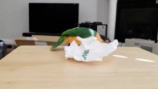 Funny Parrots Videos Compilation cute moment of the animals   Cutest Parrots #4   Compilation 2020