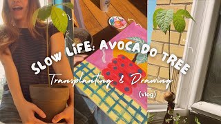 Slow Life🪴: First Time Avocado Tree Transplanting & Cheap Art Supplies Drawing Challenge|Vlog. Mai