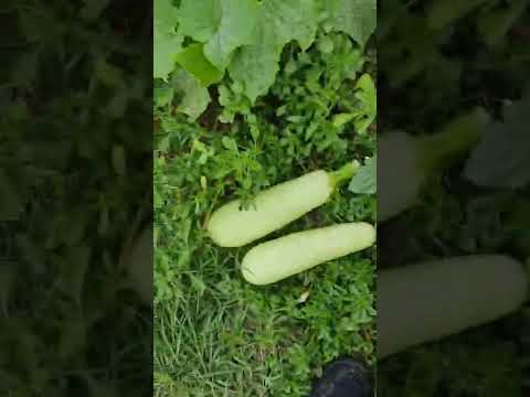 Kabak toplama saati