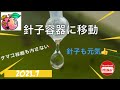 以外に簡単❗️タマゴ容器を汚さずスポイトで針子容器に移動