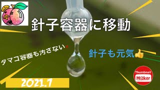 以外に簡単❗️タマゴ容器を汚さずスポイトで針子容器に移動