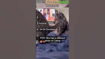 Ranking the Funniest Catnip Moments Ever!