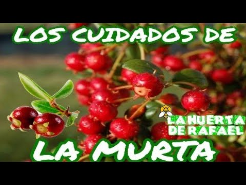 Vídeo: On és la plantació de murtas?