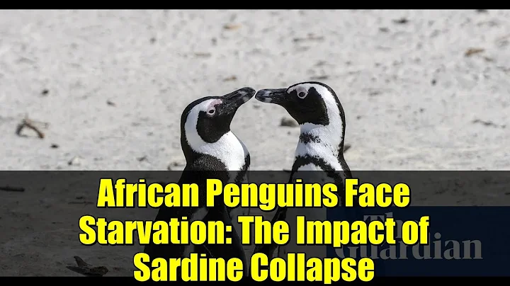 African Penguins Face Starvation: The Impact of Sardine Collapse