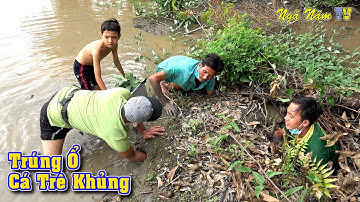 BẮT CÁ TRÚNG Ổ CÁ LÓC CÁ TRÊ KHỦNG CÒN HƠN CÁ TRONG AO NUÔI/Cá Nấu Mẻ Cực Ngon/fishing/NGÃ NĂM TV