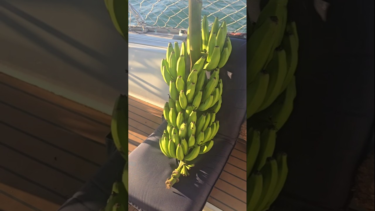 ⁣Provisioning for our sailboat passage #sailingfamily