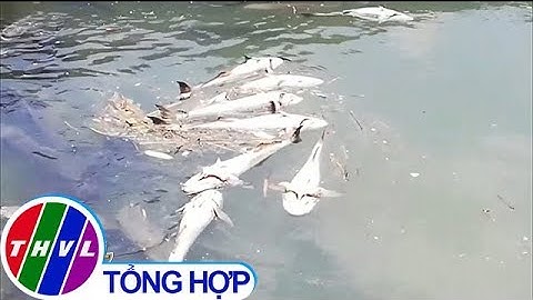 THVL | Hàng chục tấn cá bớp ở Bà Rịa – Vũng Tàu bị chết hàng loạt