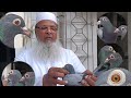 Ustad babar sir guranteed pigeon for sale at low price