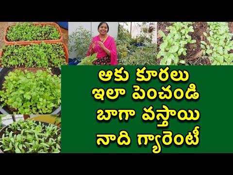 ఆకు కూరలు ఇలా చేస్తే 100% వస్తాయి|Grow Leafy Vegetables Successfully | Growing Leafy veggies Easyly