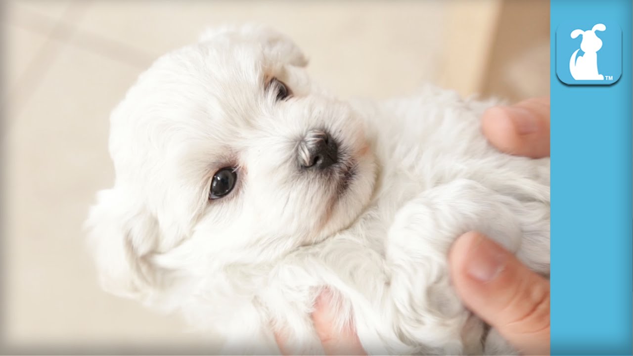 white havanese puppies