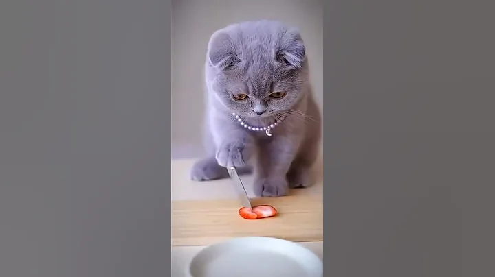 Video 11719831: scottish fold kitten, perfect kitten, kitten show, cat