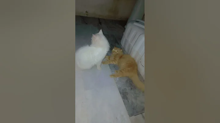Watch the video about Cats are in fighting mood | cat fight | Persian cat fights | ginger cat | orange cat | white cat |
