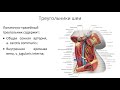 Топография шеи  Фасции и клетчаточные пространства шеи