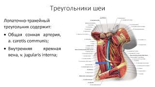 Топография шеи.  Фасции и клетчаточные пространства шеи