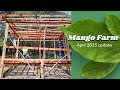 Mango Farm Update April 2025