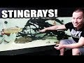 2,000G AQUARIUM GETS STINGRAYS!