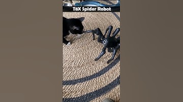 cats vs t8x cool robotic spider 😎 #shorts