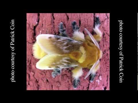 Metamorphosis of the Asp Caterpillar (Megalopygae opercularis)