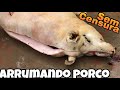 ABRINDO E LIMPANDO PORCO CAIPIRA - VIDA NA ROÇA - MORANDO NA ROÇA - ep.01