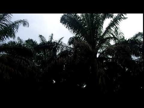 Download Mencari Burung Kuaran Batubelah Mp3 4 8 Mb Kicau