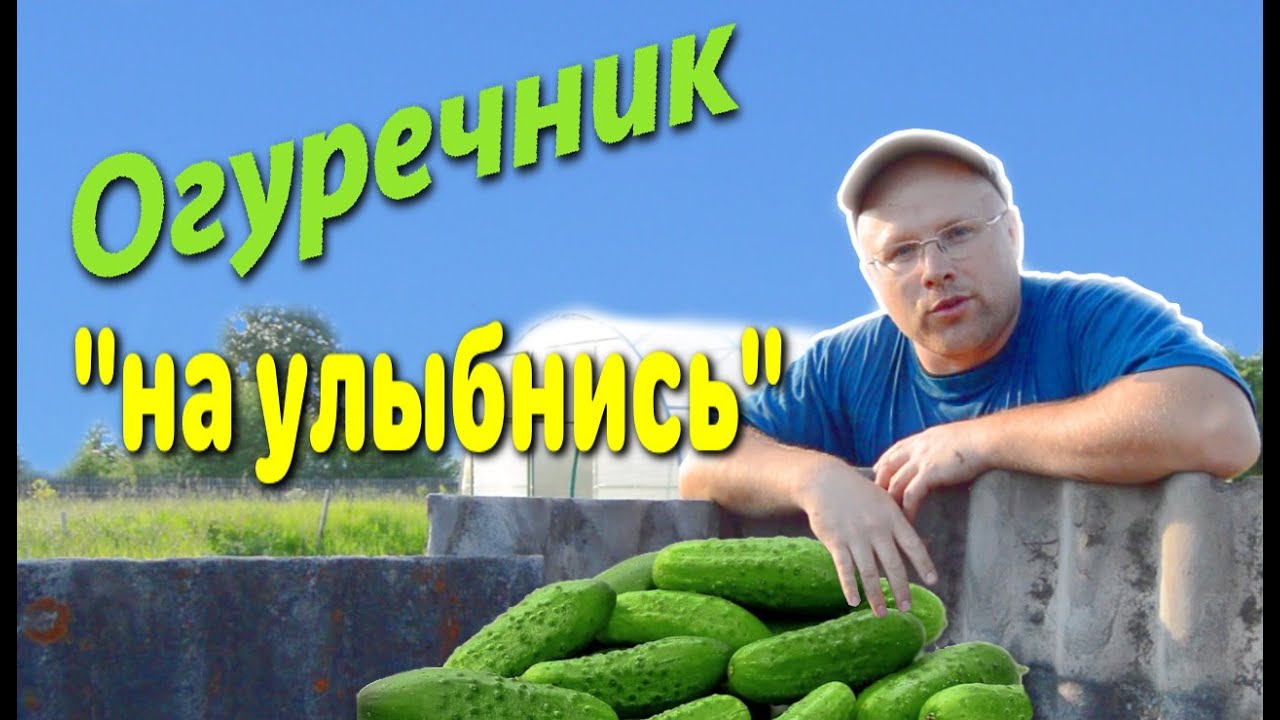 Огуречник на улыбнись. Из говна и палок. Сажаю огурцы в открытый грунт ...