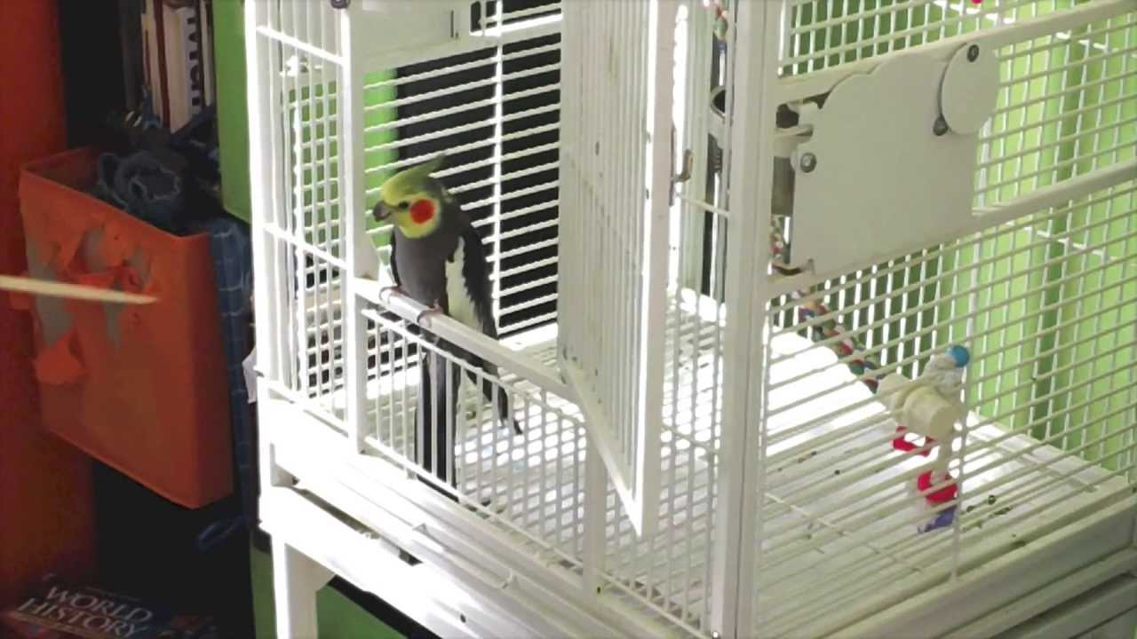 Getting Your Bird Out of the Cage YouTube