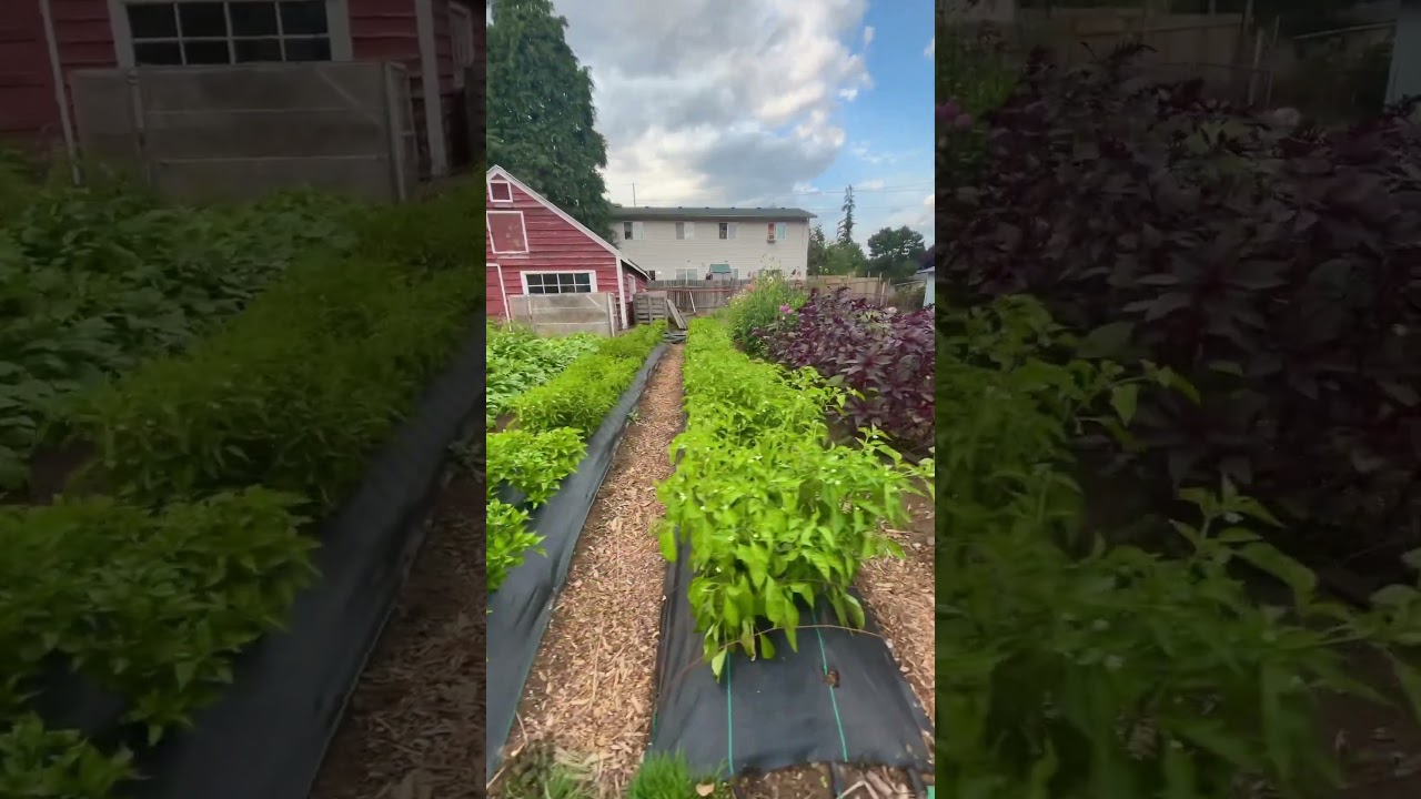 Posted a new video on how to start a garden on a budget! 