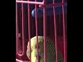 Parrot listening to Molchat Doma