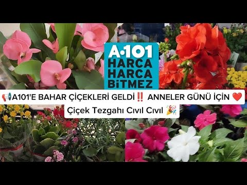 📢A101'E ANNELER GÜNÜ İÇİN ÇEŞİT ÇEŞİT ÇİÇEK GELDİ‼️ Çiçek tezgahı cıvıl cıvıl 🎉#keşfet#vlogs#flowers