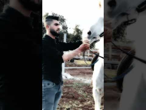 حنا العشق نلبسوا تاج عل راس ابراهيم كياري حلات واتس شيخ الفرسان برهومي