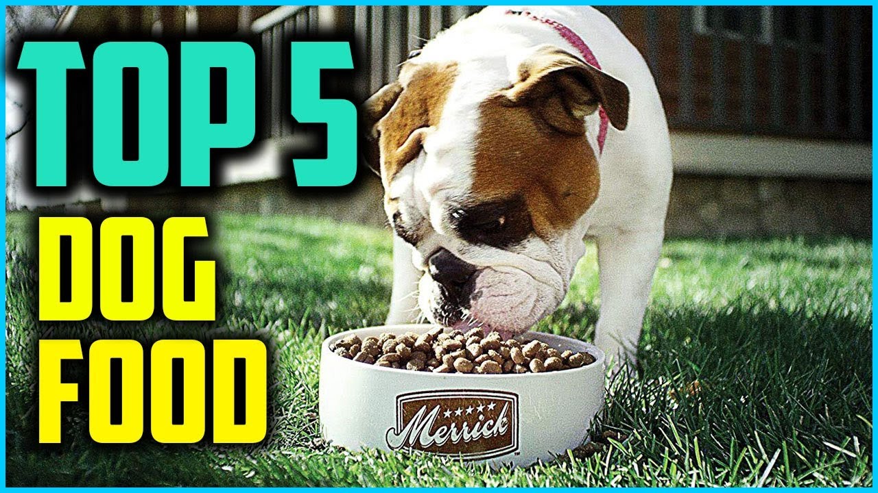 5 Best Dog Food for Border Collies of 2024 YouTube