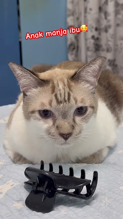 #MomoComelManjaBerumur8Tahun#KucingKampungCampuran#shortvideo#catlovers