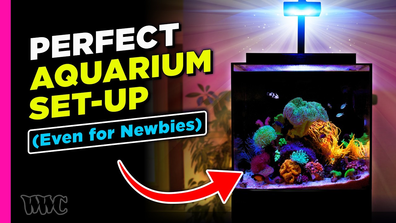 Curated visual reference: The Perfect Beginner Nano Reef Tank Photo Inspiration